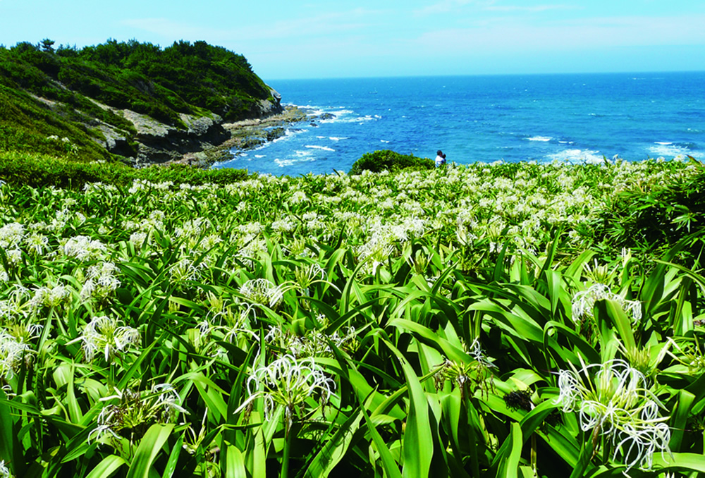 夏井ヶ浜のはまゆう自生地／夏井ヶ浜の白砂の地に自生し、九州本土では、自生の北限にあたり、７月下旬～８月上旬に開花します